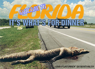 gator road kill on sr 520, June, 2000