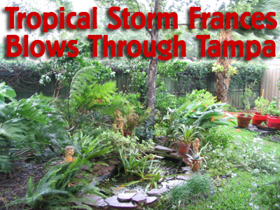 tropical storm francis blows through the tampa bay region
